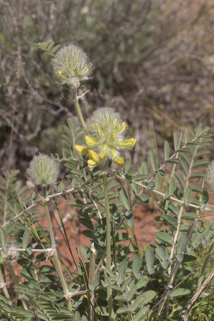 Image of Astragalus vulpinus specimen.