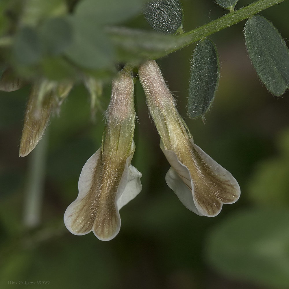 Image of Vicia pannonica specimen.