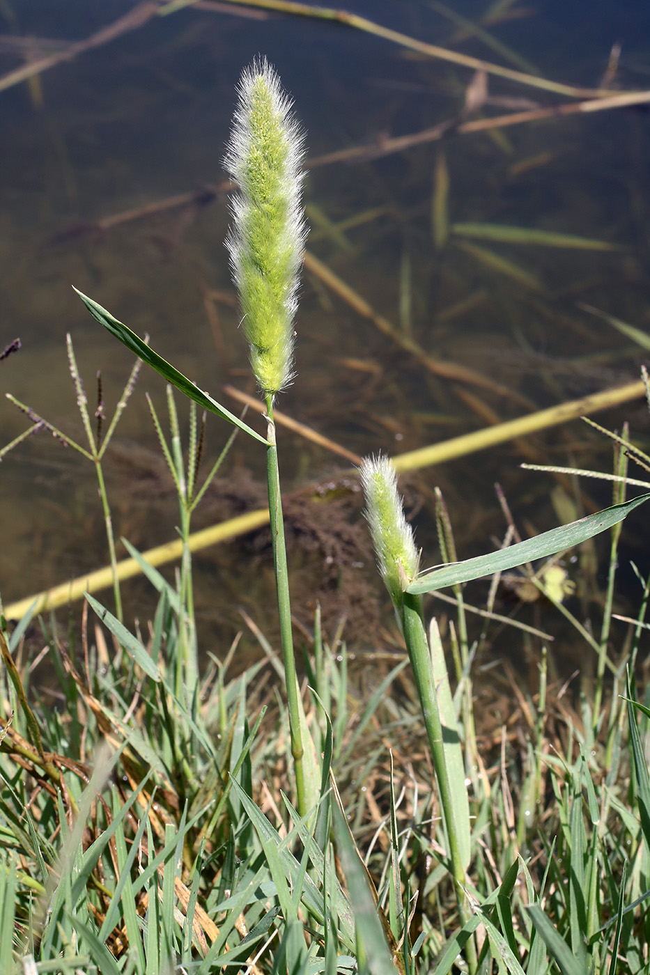 Изображение особи Polypogon fugax.