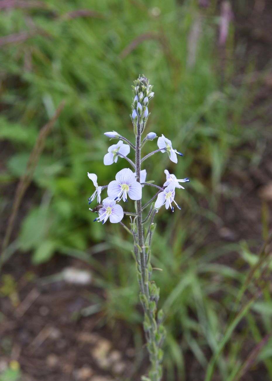 Image of Veronica gentianoides specimen.