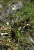 Astrantia minor. Верхушка растения с соцветиями. Испания, автономное сообщество Каталония, провинция Жирона, комарка Рипольес, муниципалитет Сеткасес, окр. курорта \"Вальтер 2000\", ≈1950 м н.у.м., скалистый берег горного ручья. 03.07.2022.