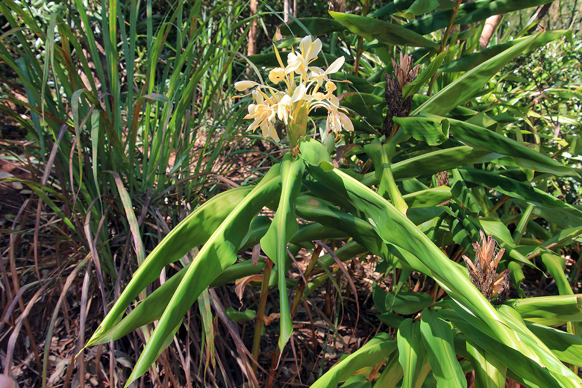 Изображение особи род Hedychium.