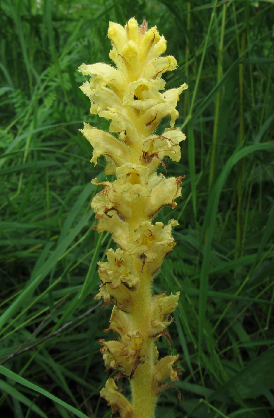 Image of Orobanche alsatica specimen.