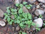 Tussilago farfara