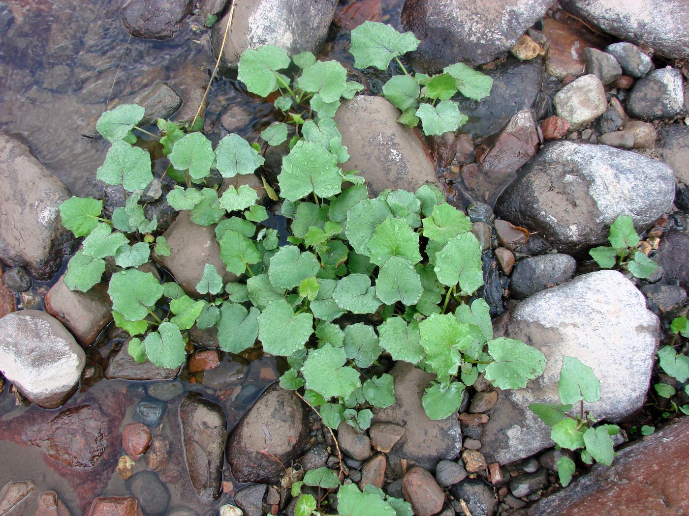 Image of Tussilago farfara specimen.