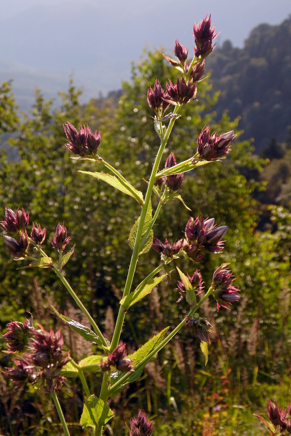 Image of Gadellia lactiflora specimen.