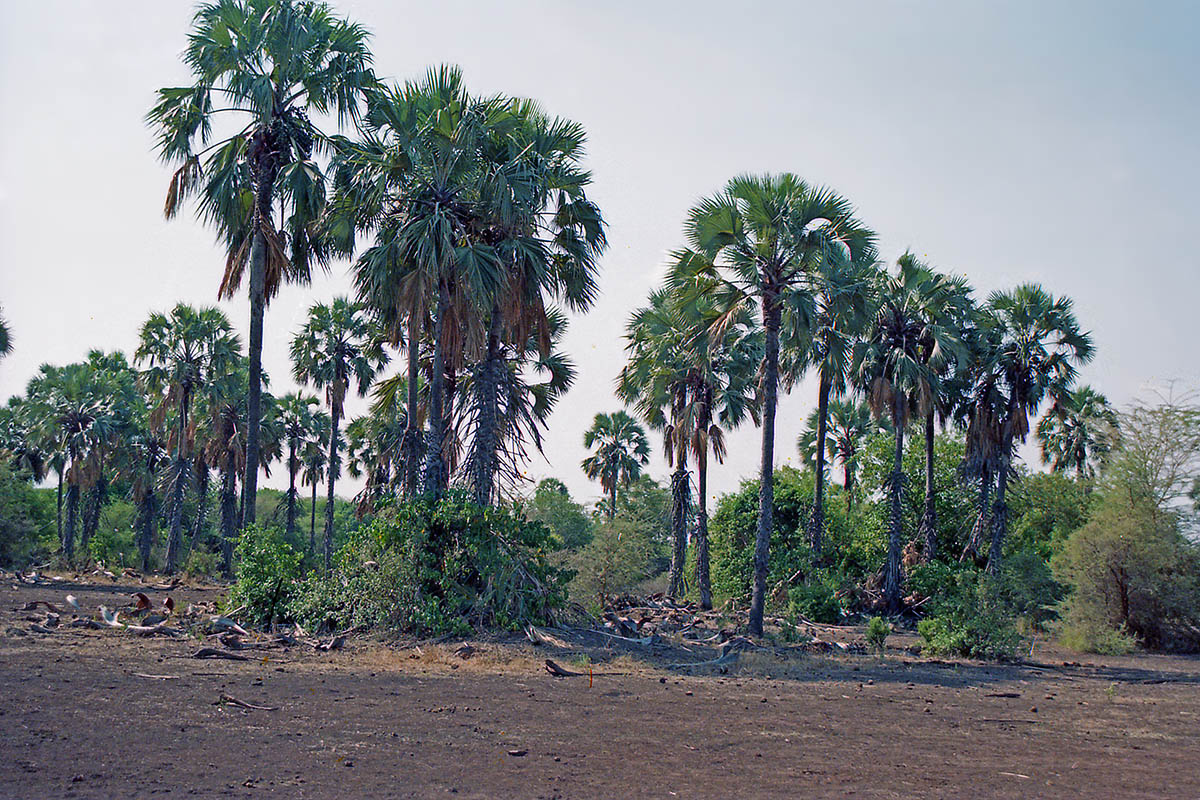 Изображение особи семейство Arecaceae.