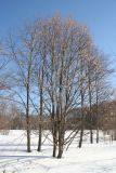 Tilia platyphyllos