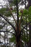 семейство Cyatheaceae. Крона с молодыми вайями. Филиппины, провинция Сагада, окр. Ambasing. 08.11.2008.