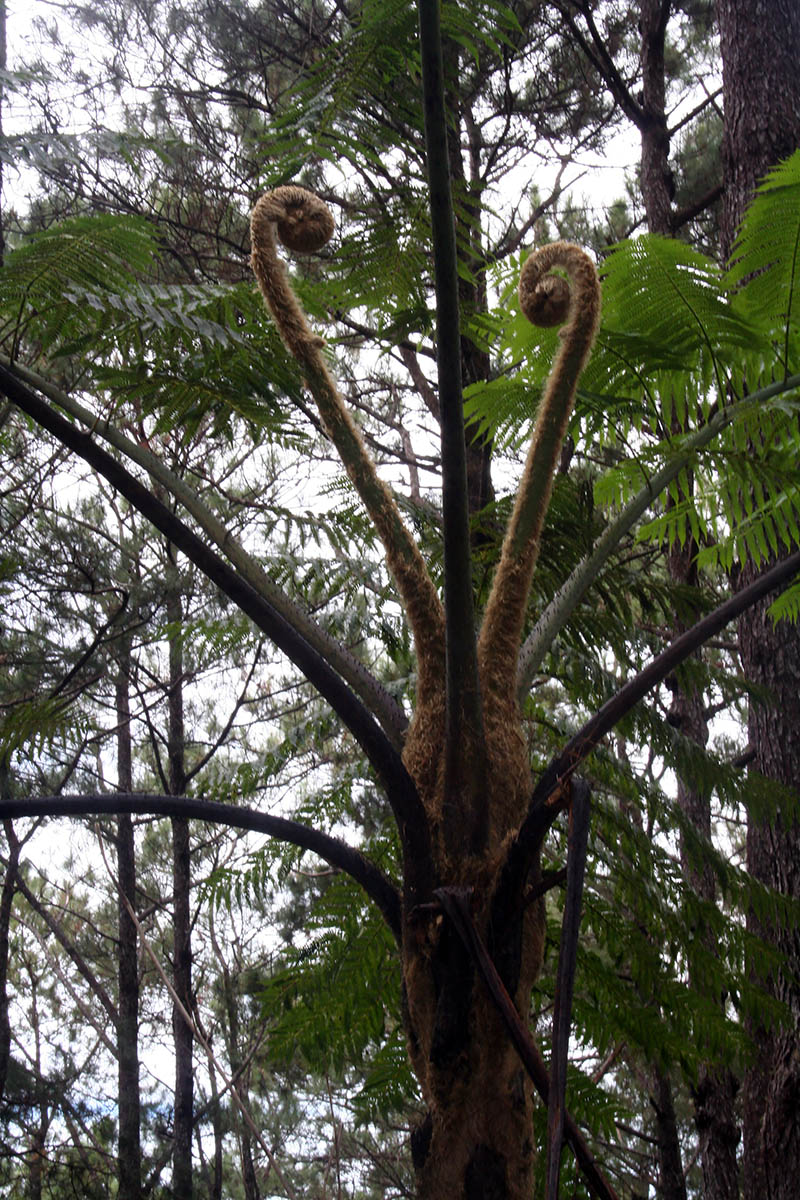 Изображение особи семейство Cyatheaceae.