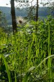 Pulsatilla patens