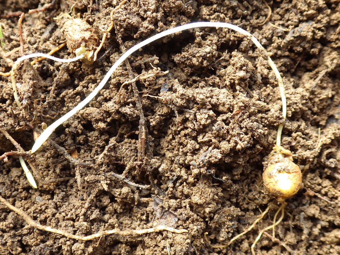 Image of Corydalis bracteata specimen.