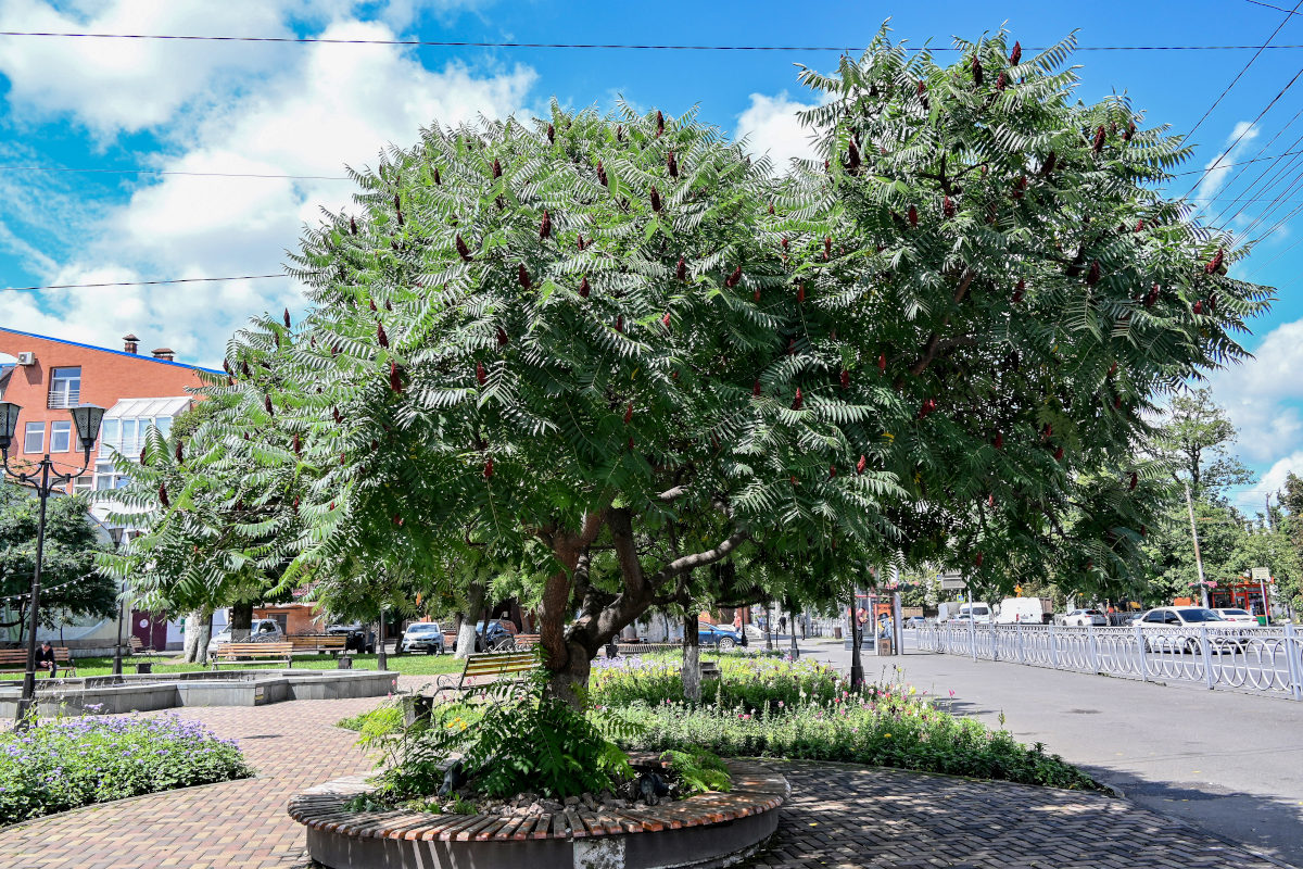 Изображение особи Rhus typhina.