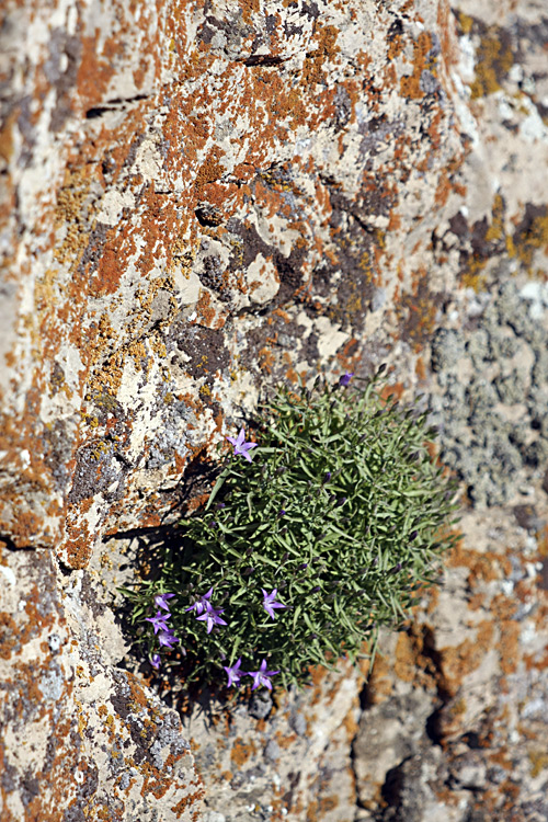 Image of Sergia sewerzowii specimen.