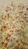 Ferula paniculata