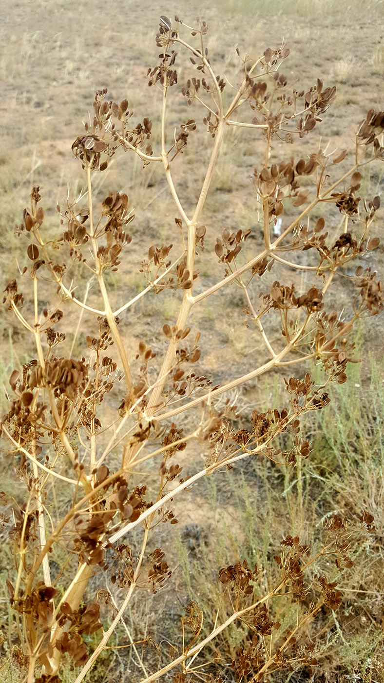 Image of Ferula paniculata specimen.