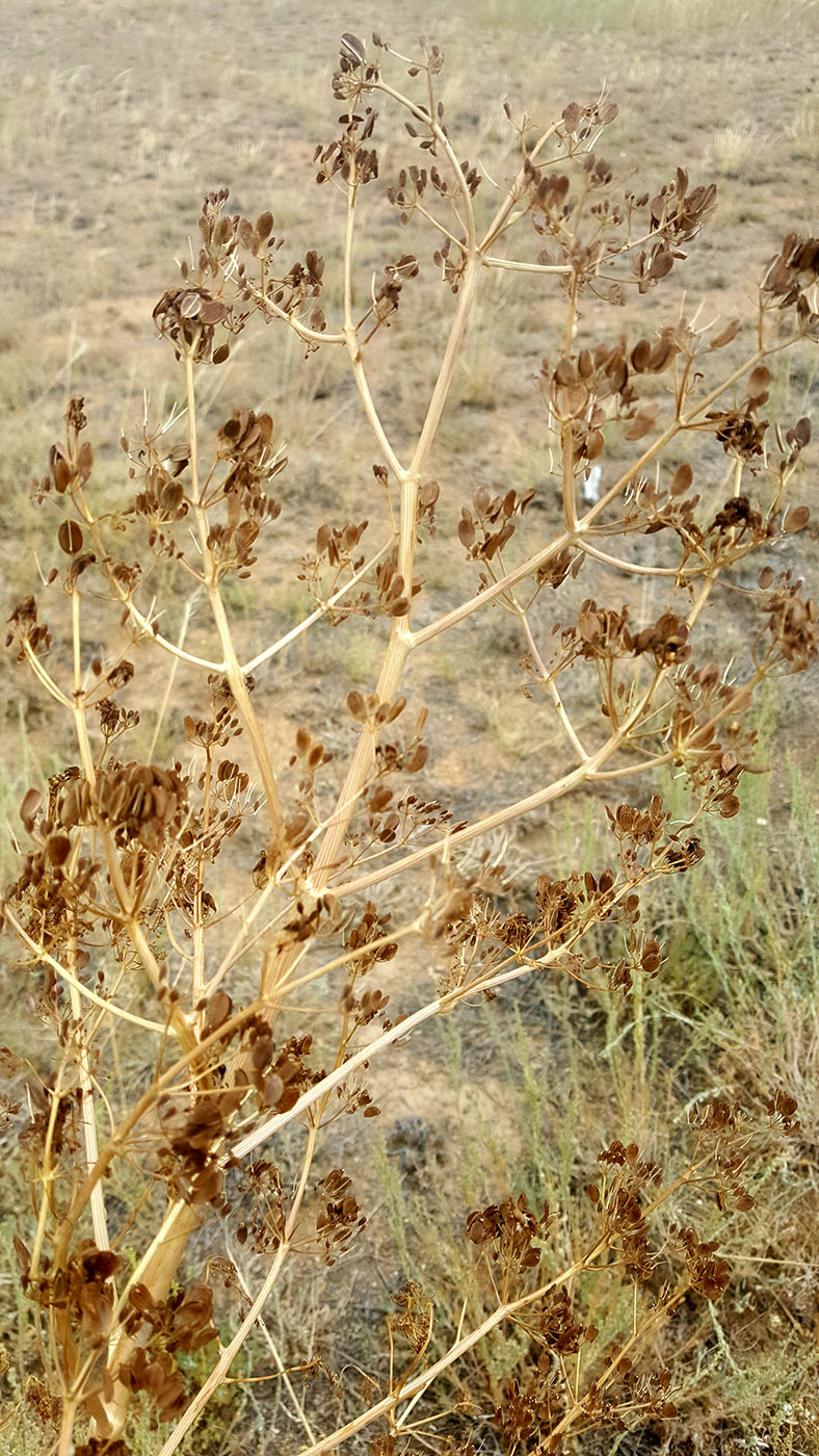 Изображение особи Ferula paniculata.