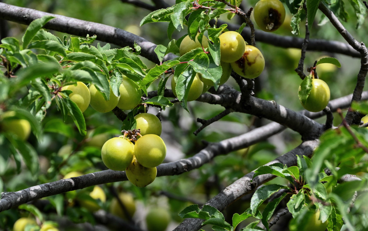 Image of Prunus cerasifera specimen.