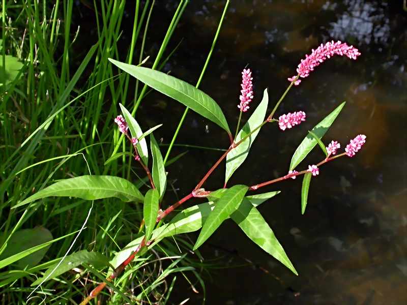 Image of Persicaria × intercedens specimen.