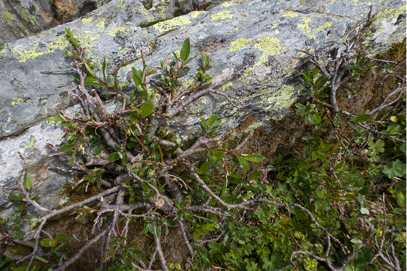 Image of Salix caucasica specimen.