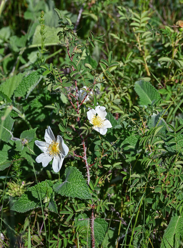 Изображение особи Rosa spinosissima.