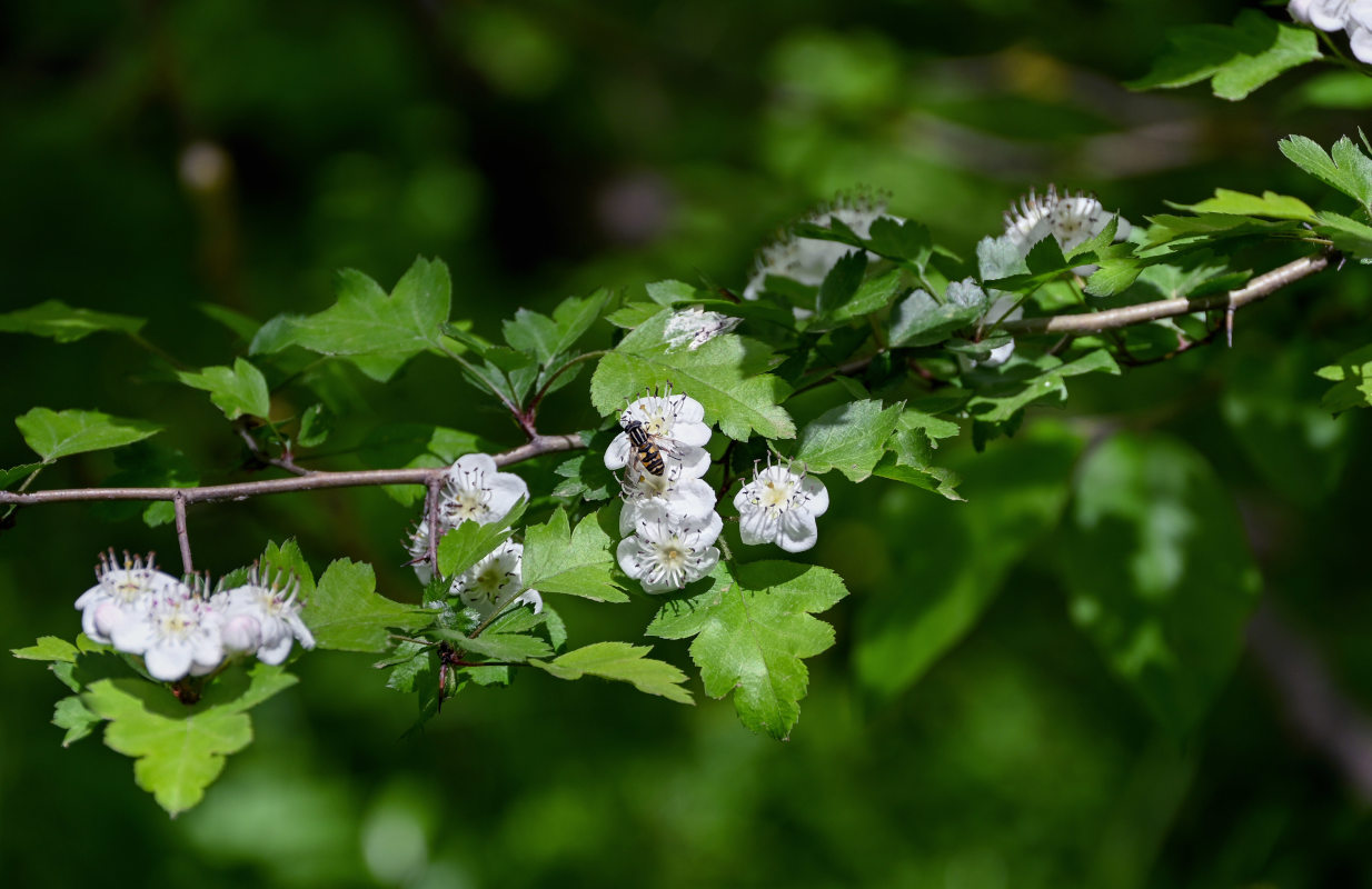 Image of Crataegus monogyna specimen.