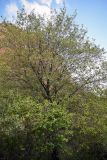 Padellus mahaleb. Крона плодоносящего дерева. Киргизия, Джалал-Абадская обл., Западный Тянь-Шань, долина р. Афлатун, ≈ 1300 м н.у.м., у подножия скалы. 11.07.2022.