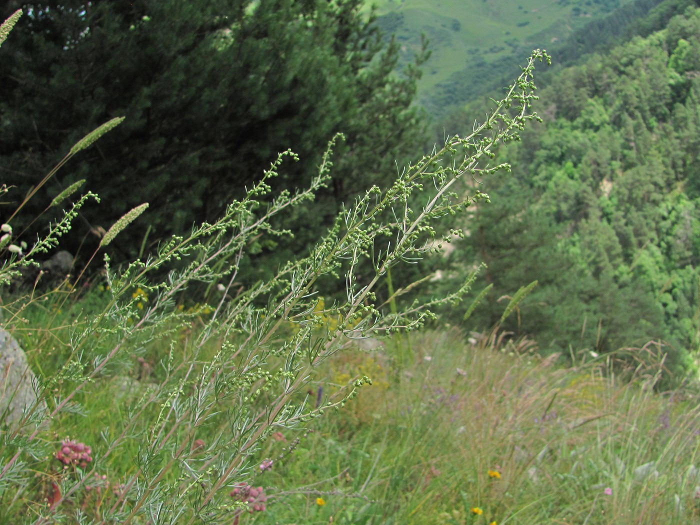 Image of Artemisia marschalliana specimen.