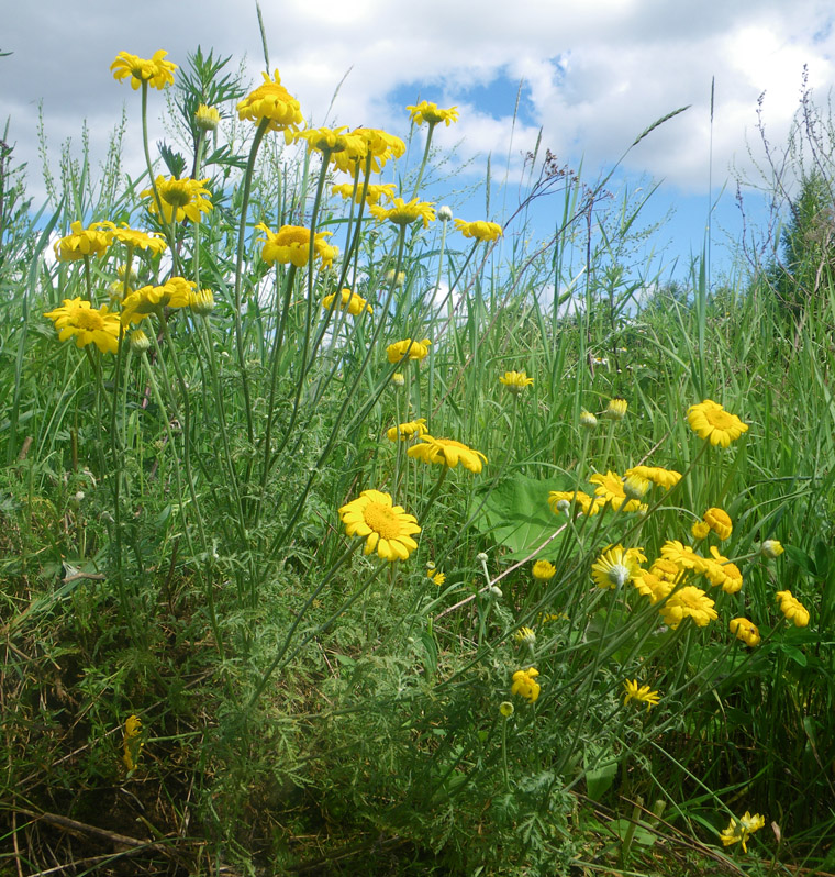 Изображение особи Anthemis tinctoria.