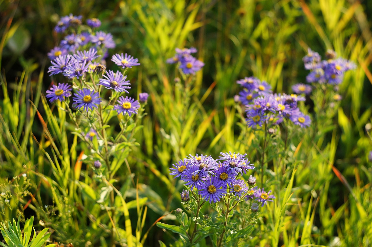 Изображение особи Aster amellus.