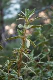 Phlomis lycia