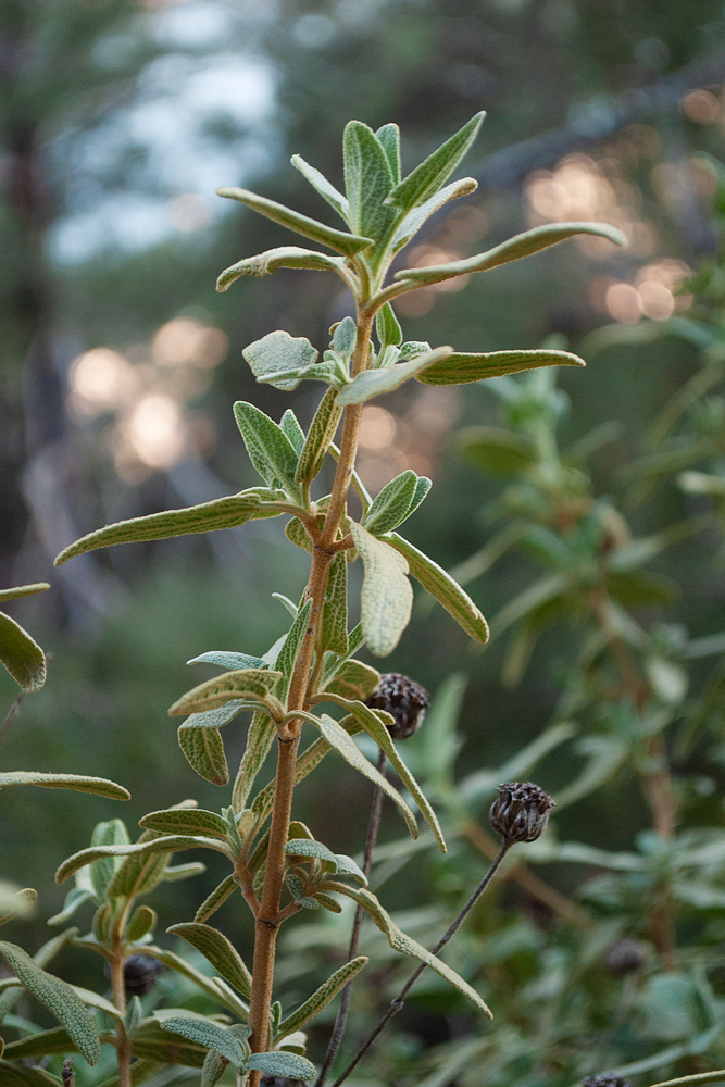 Image of Phlomis lycia specimen.