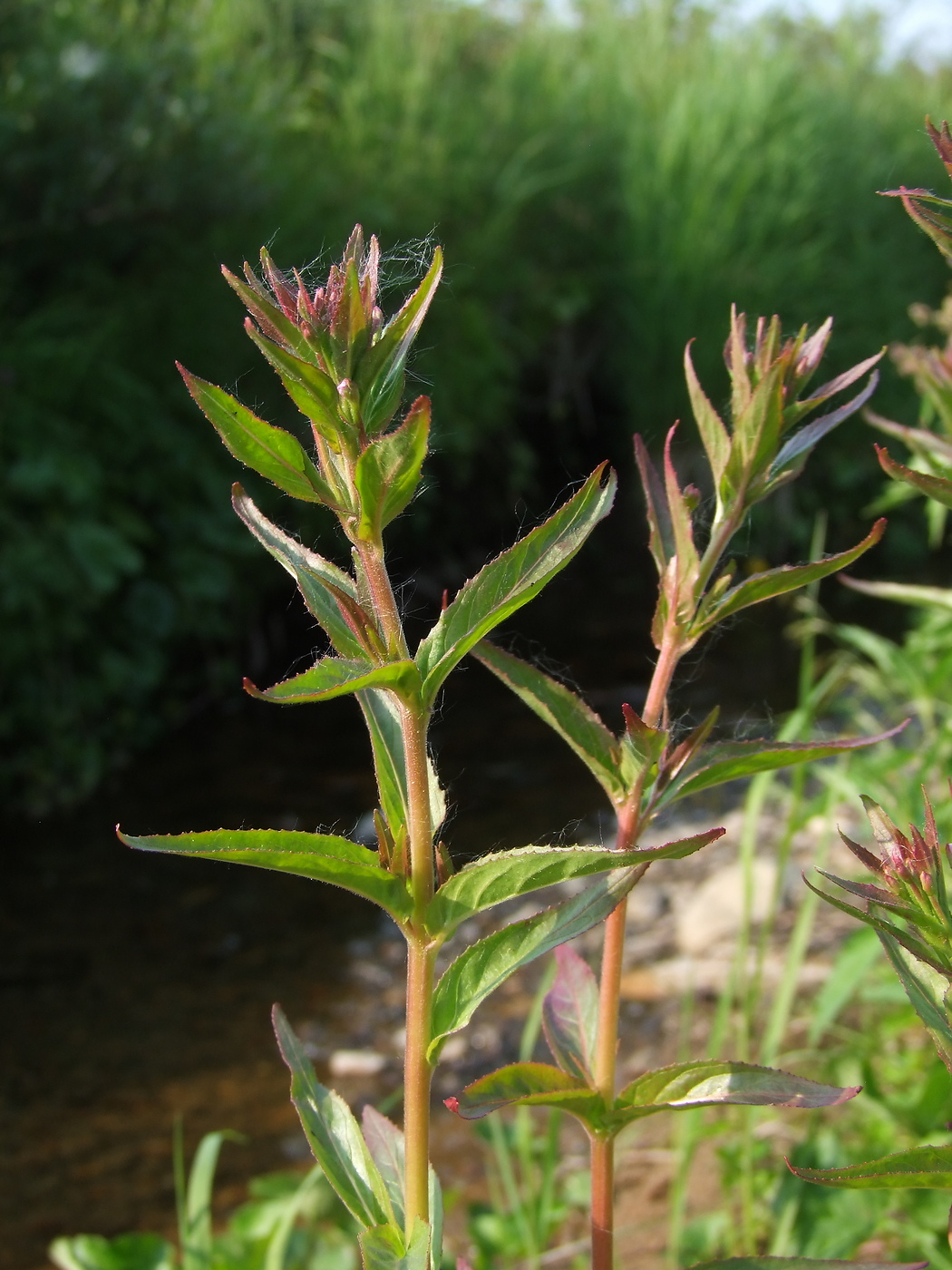 Image of Epilobium glandulosum specimen.