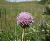 Cirsium pugnax