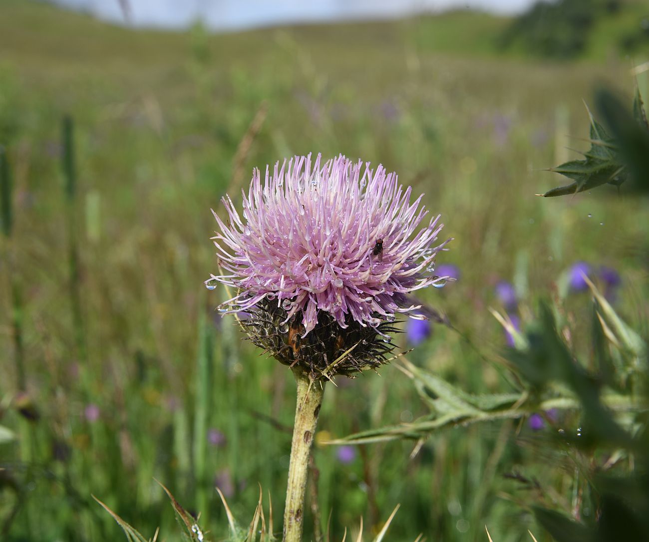 Изображение особи Cirsium pugnax.