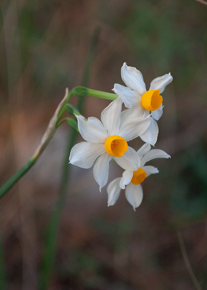 Image of Narcissus tazetta specimen.