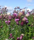 Cirsium setosum. Верхушка растения с соцветиями и развивающимися соплодиями. Магаданская обл., окр. г. Магадан, нижнее течение р. Магаданка, разнотравная поляна. 11.09.2018.