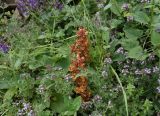 Orobanche subspecies xanthostigma