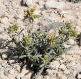 Helianthemum syriacum