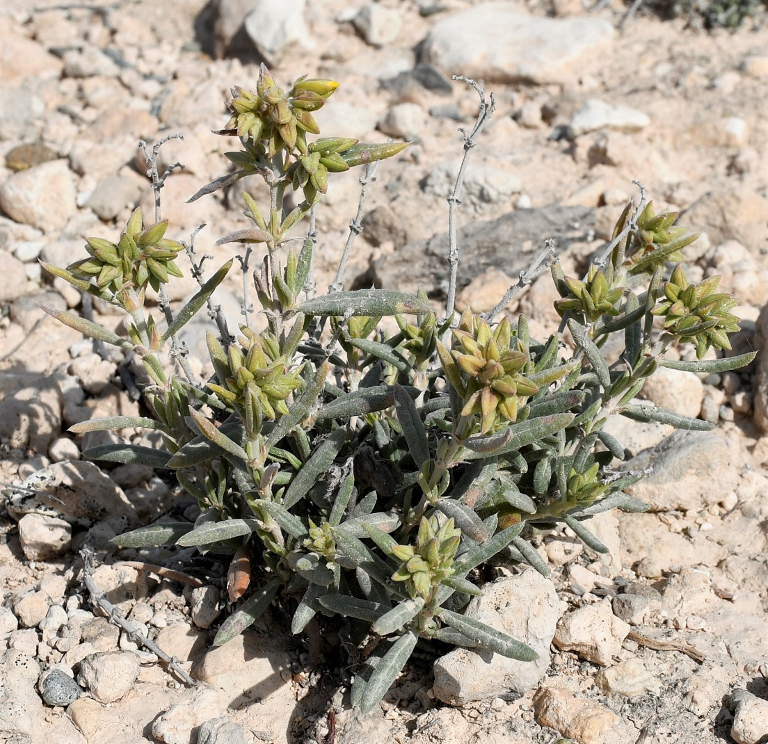 Image of Helianthemum syriacum specimen.