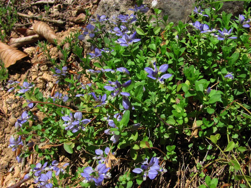 Image of Polygala supina specimen.