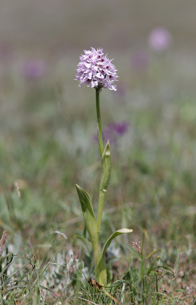 Изображение особи Neotinea tridentata.