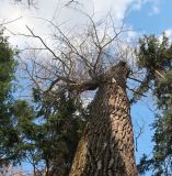 Populus nigra