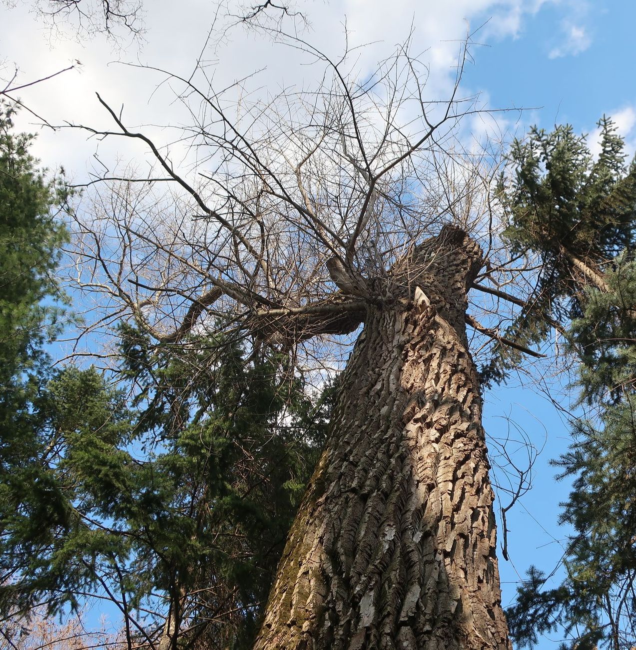 Изображение особи Populus nigra.