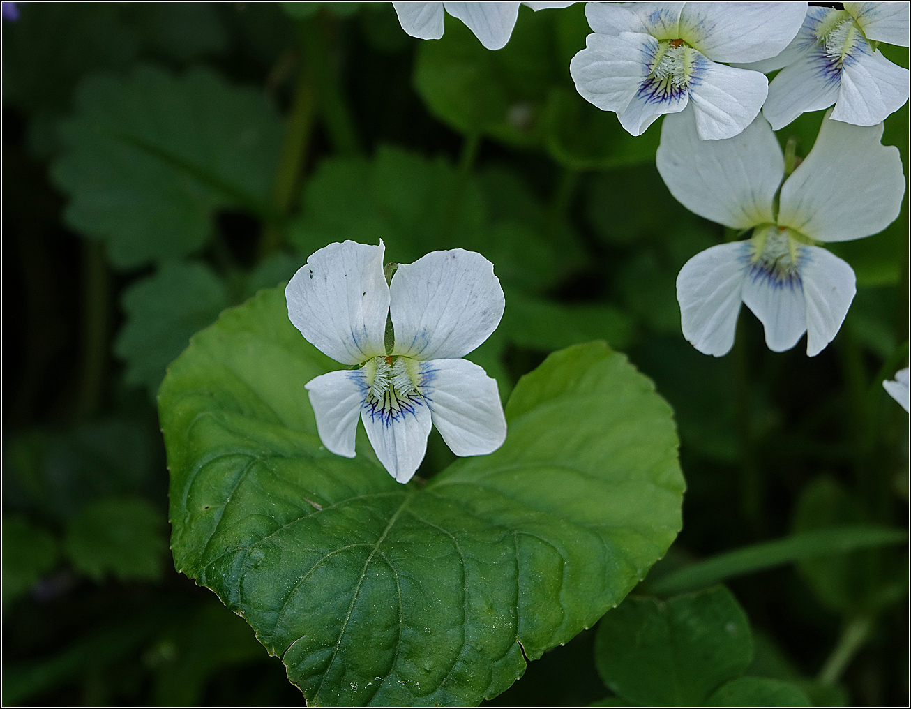 Image of Viola sororia specimen.