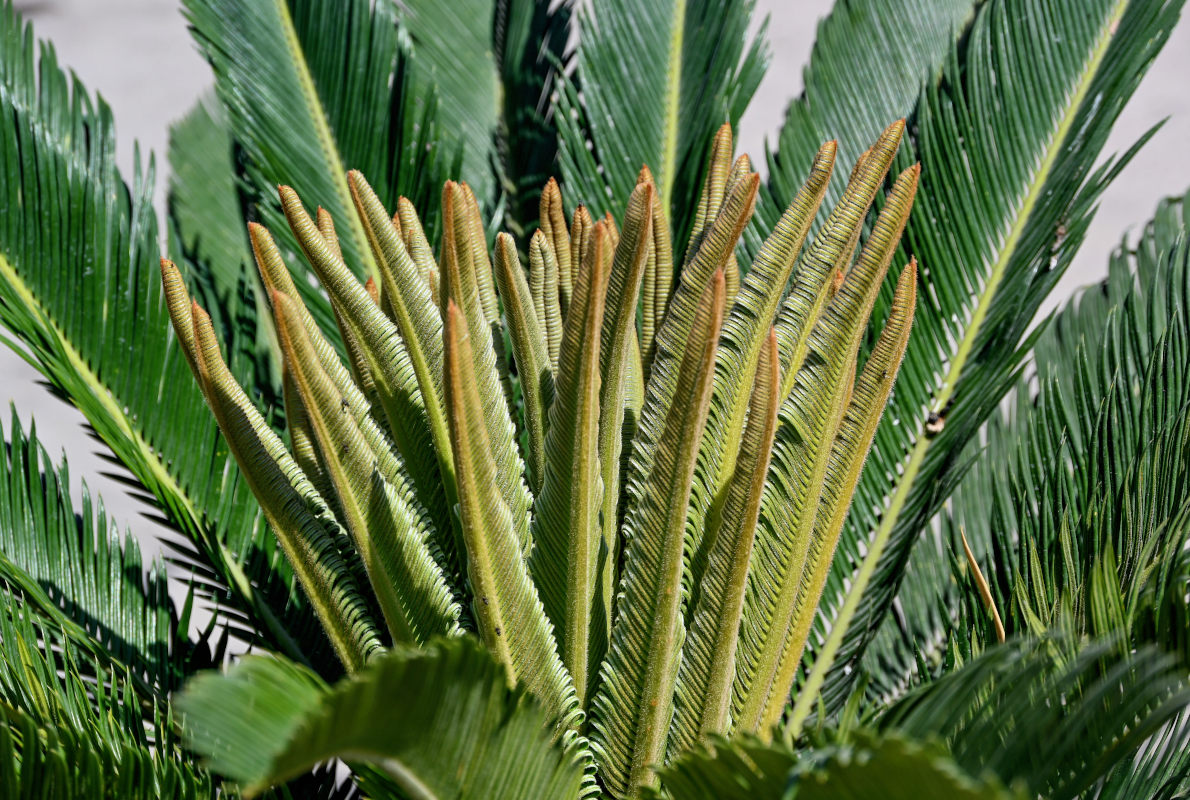 Image of Cycas revoluta specimen.