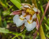 Epipactis palustris