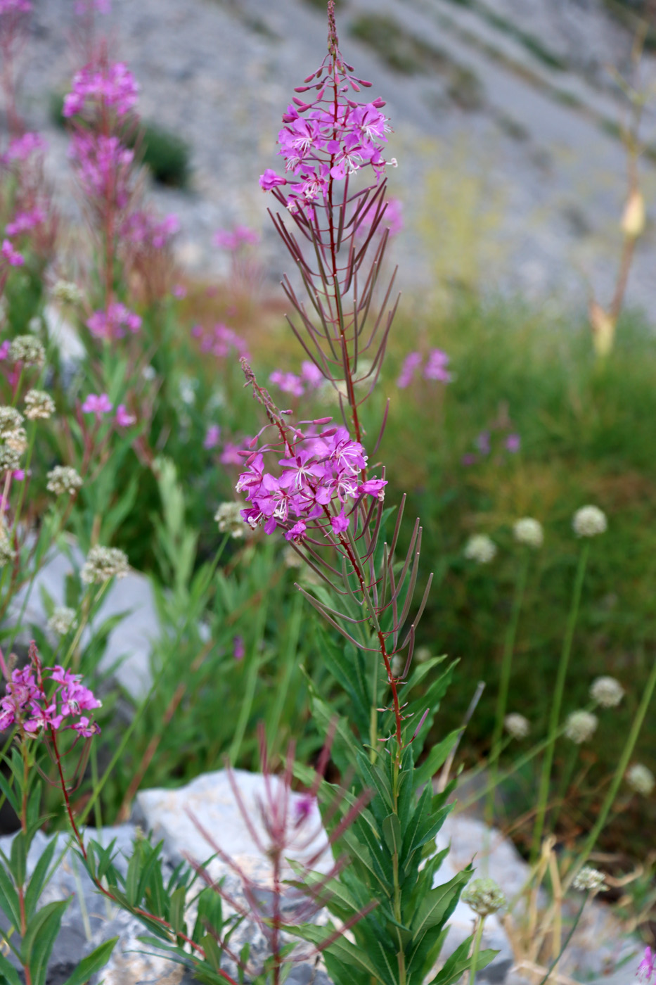 Изображение особи Chamaenerion angustifolium.