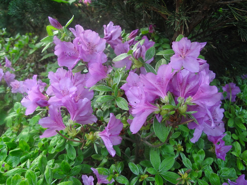 Image of Rhododendron poukhanense specimen.