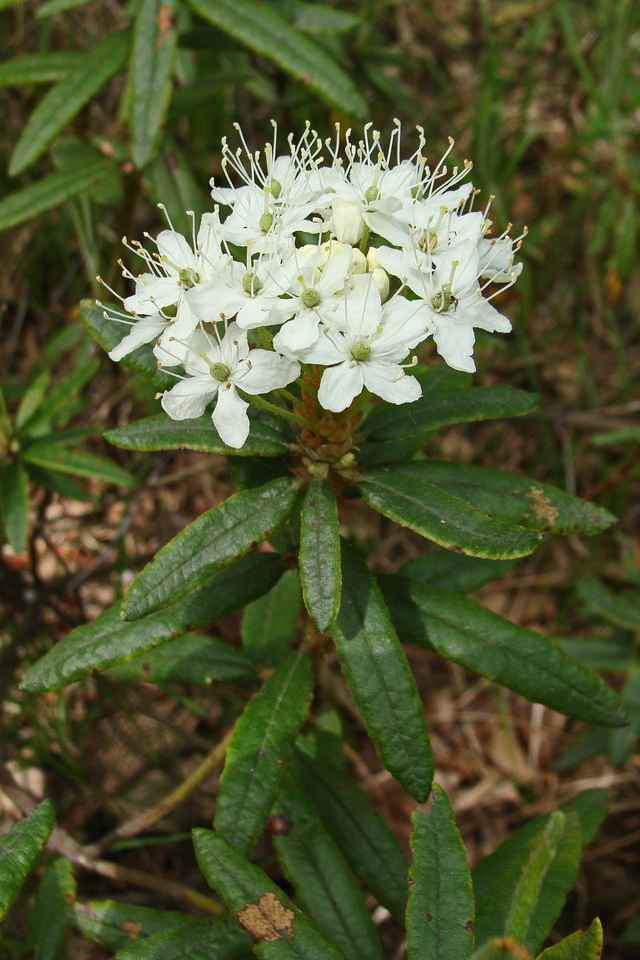 Image of Ledum maximum specimen.